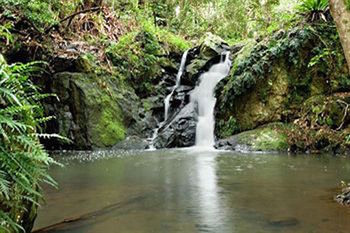 Kondalilla Eco Resort - Accommodation Australia 63