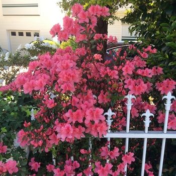 North Ryde Guest House - Australia Shopping 31