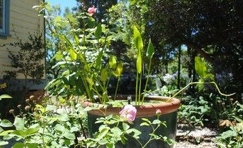 Kurrara Historic Guest House - Local Tourism 16