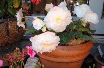 Kurrara Historic Guest House - Local Tourism 18