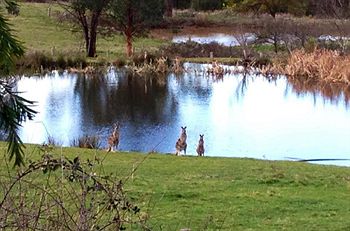 Australian Home Away @ Wonga Park Brushy Creek - Accommodation Australia 8