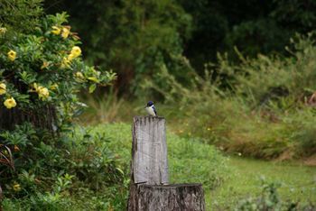 Kingfishers Manor @ Noosa - Local Tourism 32