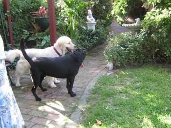 Hamilton Heritage B&B - Accommodation Australia 1