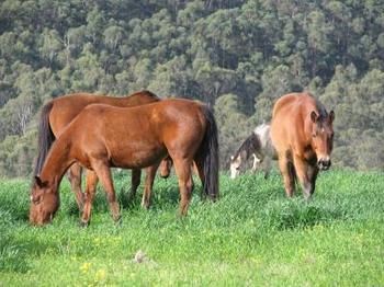 Hill Top Country Guest House - Accommodation Australia 2