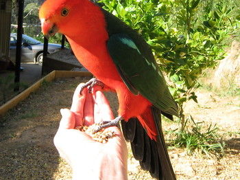 Cherryblossom B&B - Accommodation Australia 22