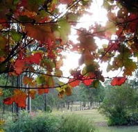 Elfin Hill Country Accommodation - Australia Shopping