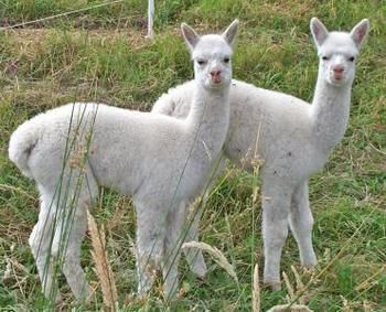 Valley Farm Vineyard Cottages - Local Tourism 2