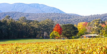 Valley Farm Vineyard Cottages - Local Tourism 11