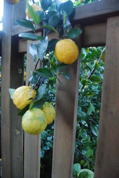 Highclaire House Bed And Breakfast - Accommodation Australia 27