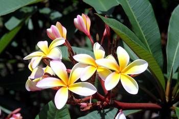 Phoenix Eumundi Bed & Breakfast - Accommodation Australia 13