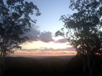 Phoenix Eumundi Bed & Breakfast - Accommodation Australia 14