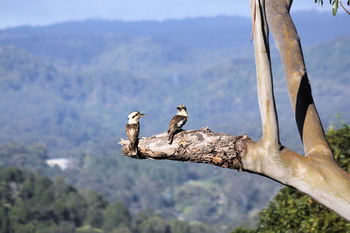 Phoenix Eumundi Bed & Breakfast - Accommodation Australia 18