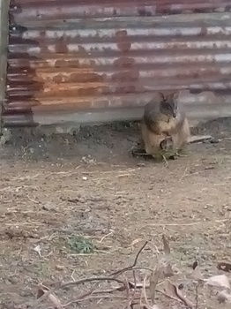 A Twist Of Willow - Accommodation Australia 31