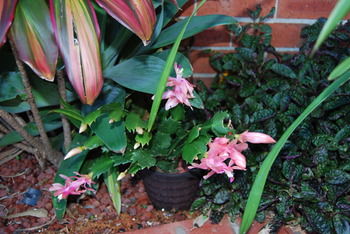 Cutmore Cottages - Bagala Bungalow - Accommodation Australia 35