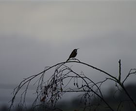 Viewenmore Villa Bed & Breakfast - Accommodation Australia 5