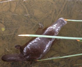 Silver Ridge Retreat - Local Tourism 3