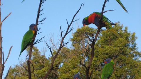 Captains Lodge International - Accommodation Australia 2