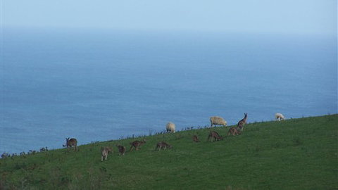 Clifton Beach Lodge - Local Tourism 5