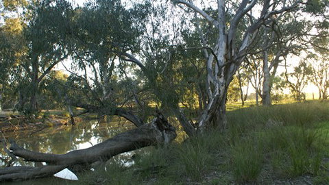 Numurkah Caravan Park - Accommodation Australia 5
