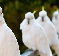 Aireys Inlet Getaway Resort - Accommodation Australia