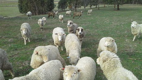 Blue House At Mountainside Wines - Accommodation Australia 2