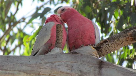 River Gardens Bed And Breakfast Farmstay - Accommodation Australia 6