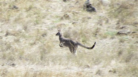River Gardens Bed And Breakfast Farmstay - Accommodation Australia 7