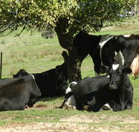 Willy's Holiday House - Accommodation Australia