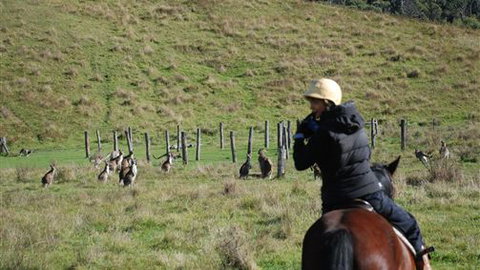The Willows - Accommodation Australia 7