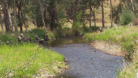 Murphy's Cabin - Local Tourism 0
