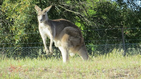Adelberg - Accommodation Australia 7