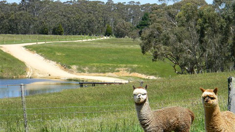 Cygnet Park Country Retreat - Accommodation Australia 3