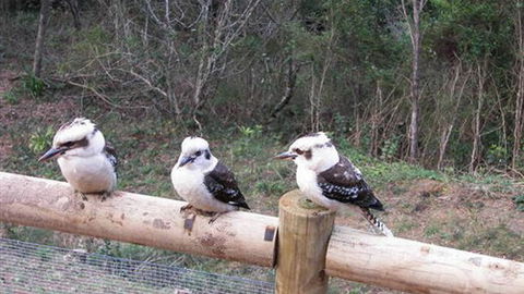 Wattletree Cottage - Local Tourism 3