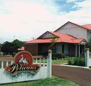 Pelicans Albany Middleton Beach - Local Tourism