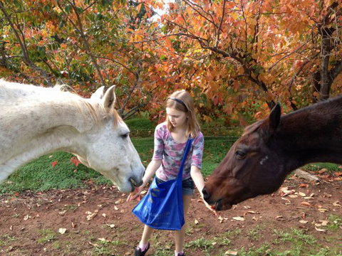 Balingup Heights Hilltop Forest Cottages - Local Tourism 10