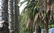 Barlings Beach Holiday Park - Accommodation Australia 2