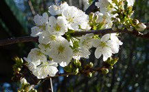 Coolah Caravan Park - Local Tourism 0