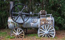 Dingo Forest NSW Local Tourism