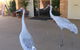 Jumbuck Motel Longreach - thumb 2