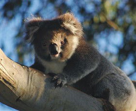 Bimbi Park Camping Under Koalas - Local Tourism 0