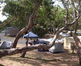 Bimbi Park Camping Under Koalas - Local Tourism 1