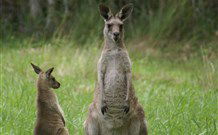Michael's Clarence Valley Retreat - Accommodation Australia 7