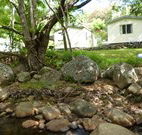 Mt Warning Rainforest Park - Local Tourism