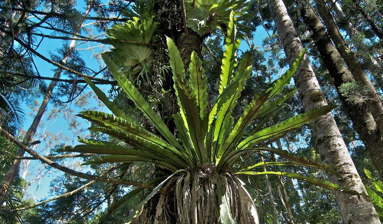 Whian Whian NSW Accommodation Australia