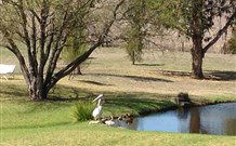 Sapphire City Caravan Park - Australia Shopping 4