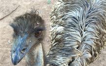 Warrawong On The Darling - Accommodation Australia 4