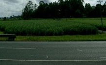 Poinciana Motel - Murwillumbah - Local Tourism 1