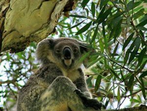 Flynns Beach Caravan Park - Accommodation Australia 3