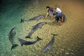 Moreton Island QLD Local Tourism