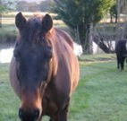 Reynella Kosciusko Rides Accommodation - Accommodation Australia